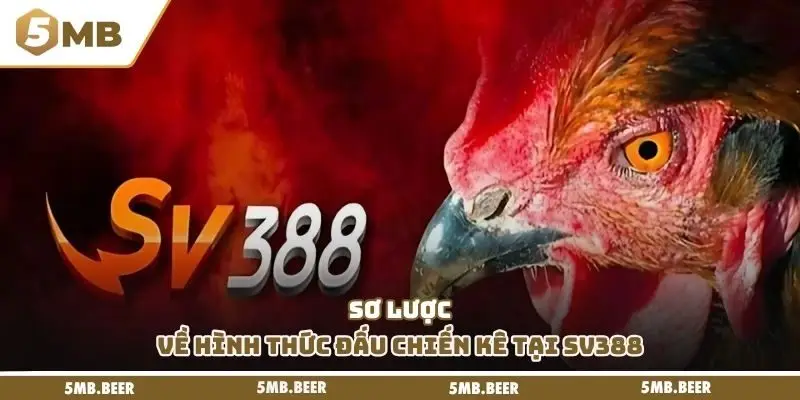 Sơ lược về hình thức đấu chiến kê tại SV388