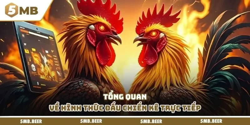 Tổng quan về hình thức đấu chiến kê trực tiếp